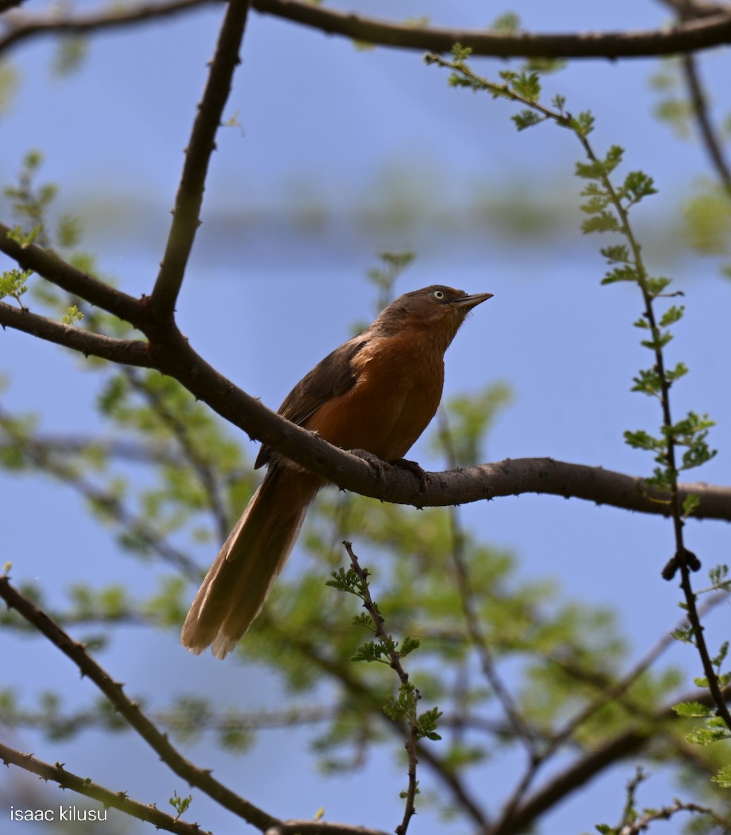 Rufous Chatterer - ML651779943
