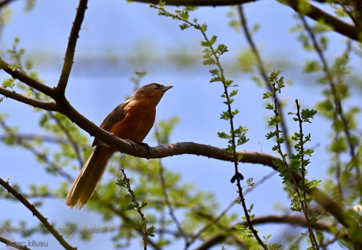 Rufous Chatterer - ML651779944