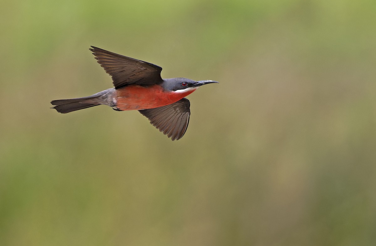 Розовая щурка - ML651779969