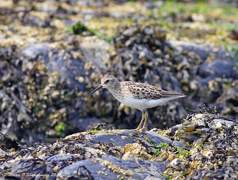 Least Sandpiper - Marie O'Shaughnessy