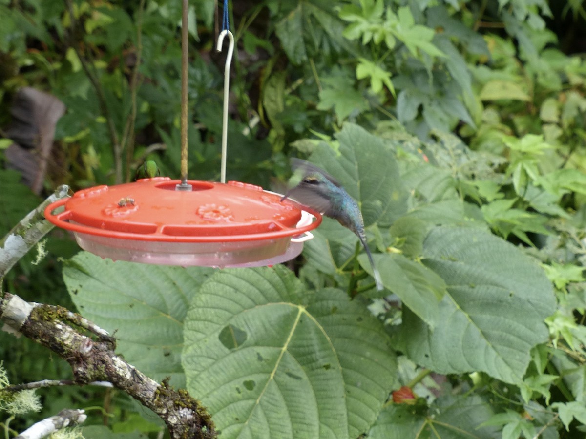 Yeşil Hermit - ML651780229