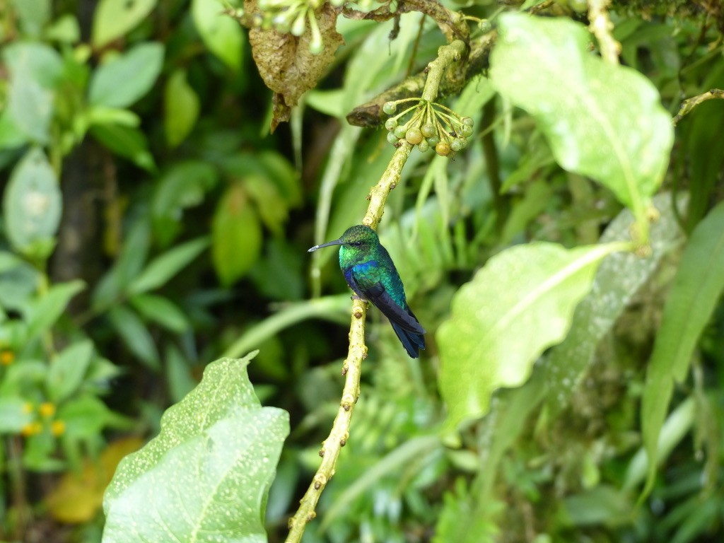 Çatal Kuyruklu Ormanperisi - ML651780235