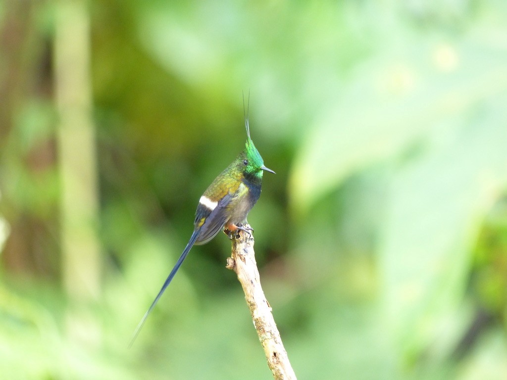 Tepeli Telkuyruk - ML651780244