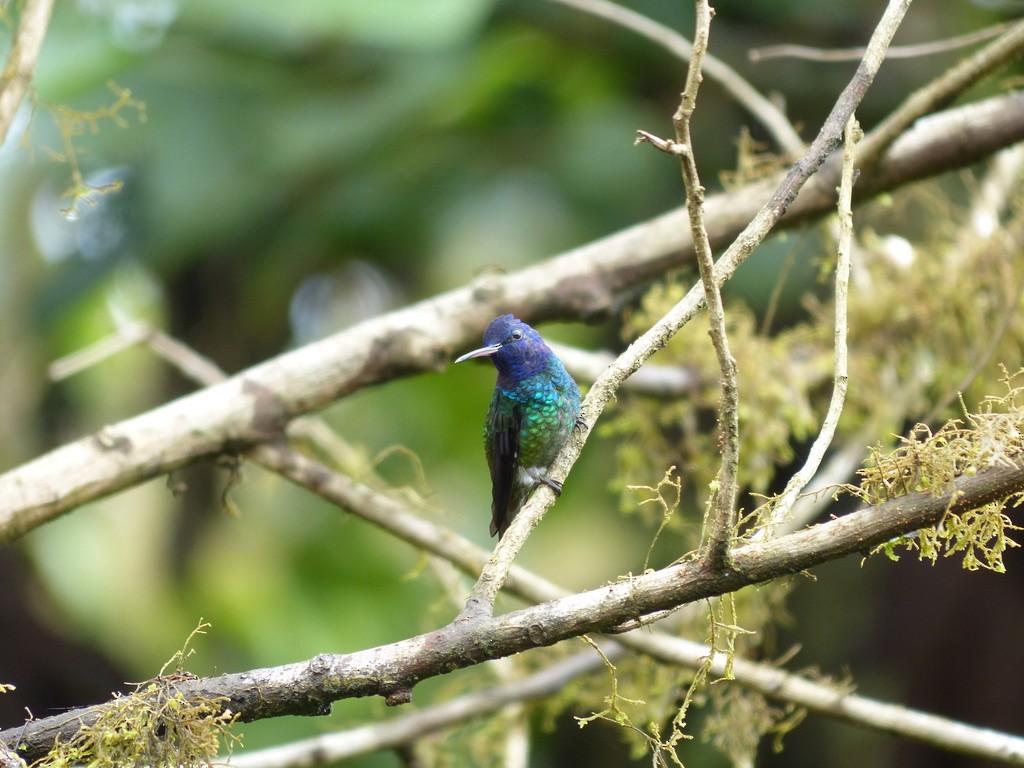 Altın Kuyruklu Zümrüt - ML651780260