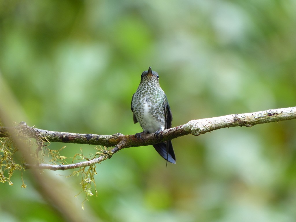 Damlalı Kolibri - ML651780266