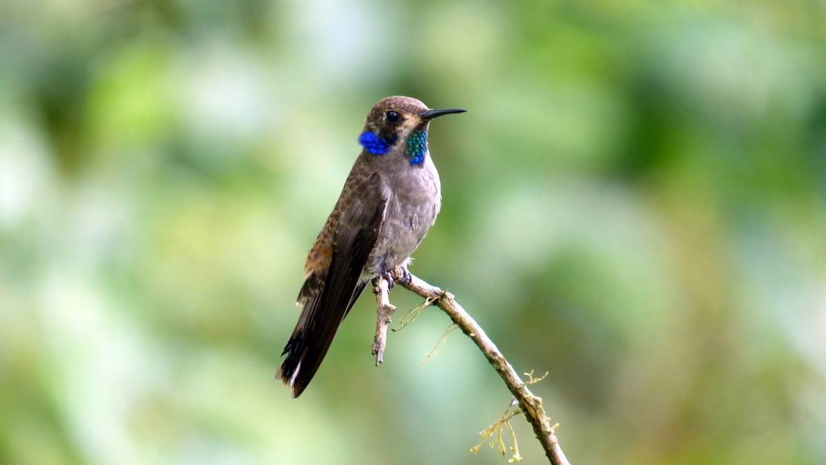 Boz Morkulak - ML651780270