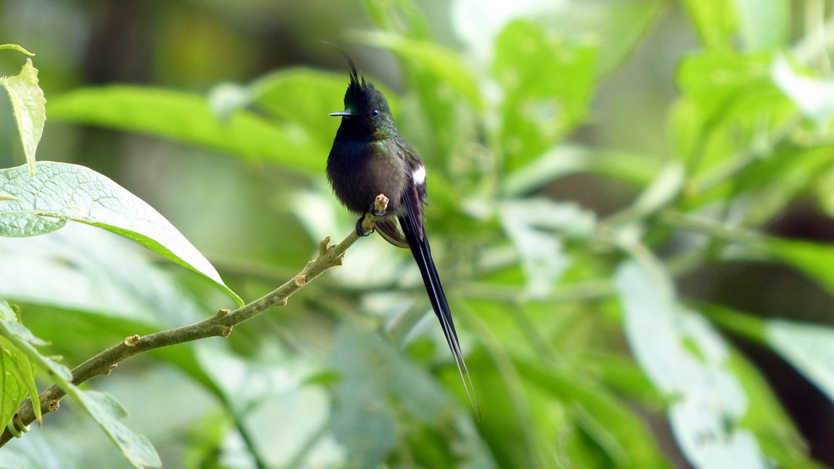 Tepeli Telkuyruk - ML651780278