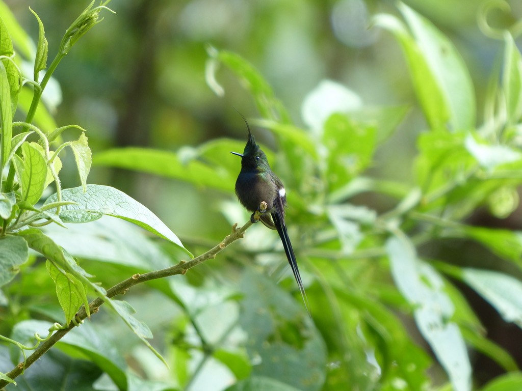 Tepeli Telkuyruk - ML651780280