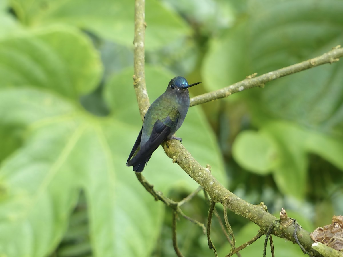 Mavi Alınlı Mızrakgaga - ML651780360