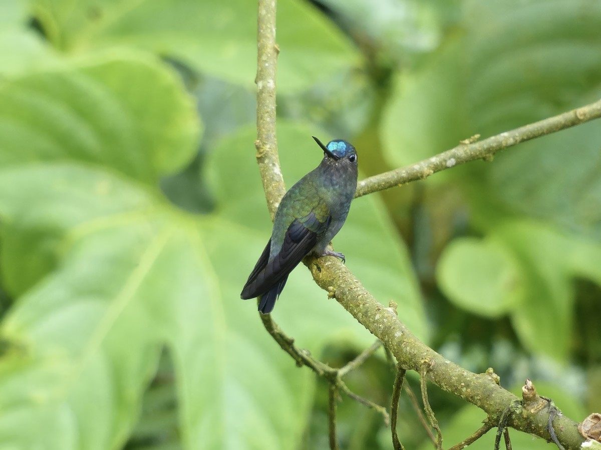 Mavi Alınlı Mızrakgaga - ML651780361