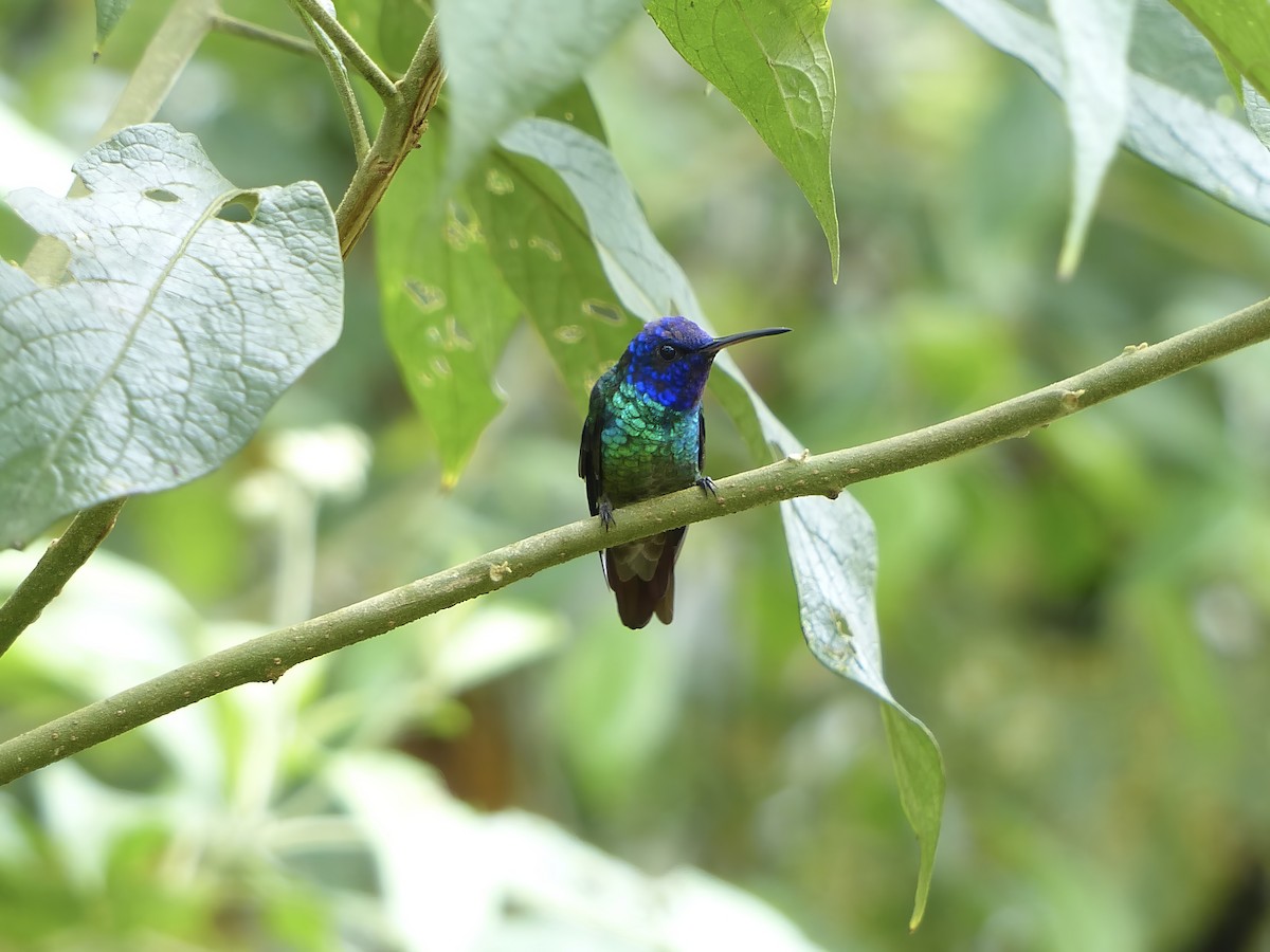 Altın Kuyruklu Zümrüt - ML651780418