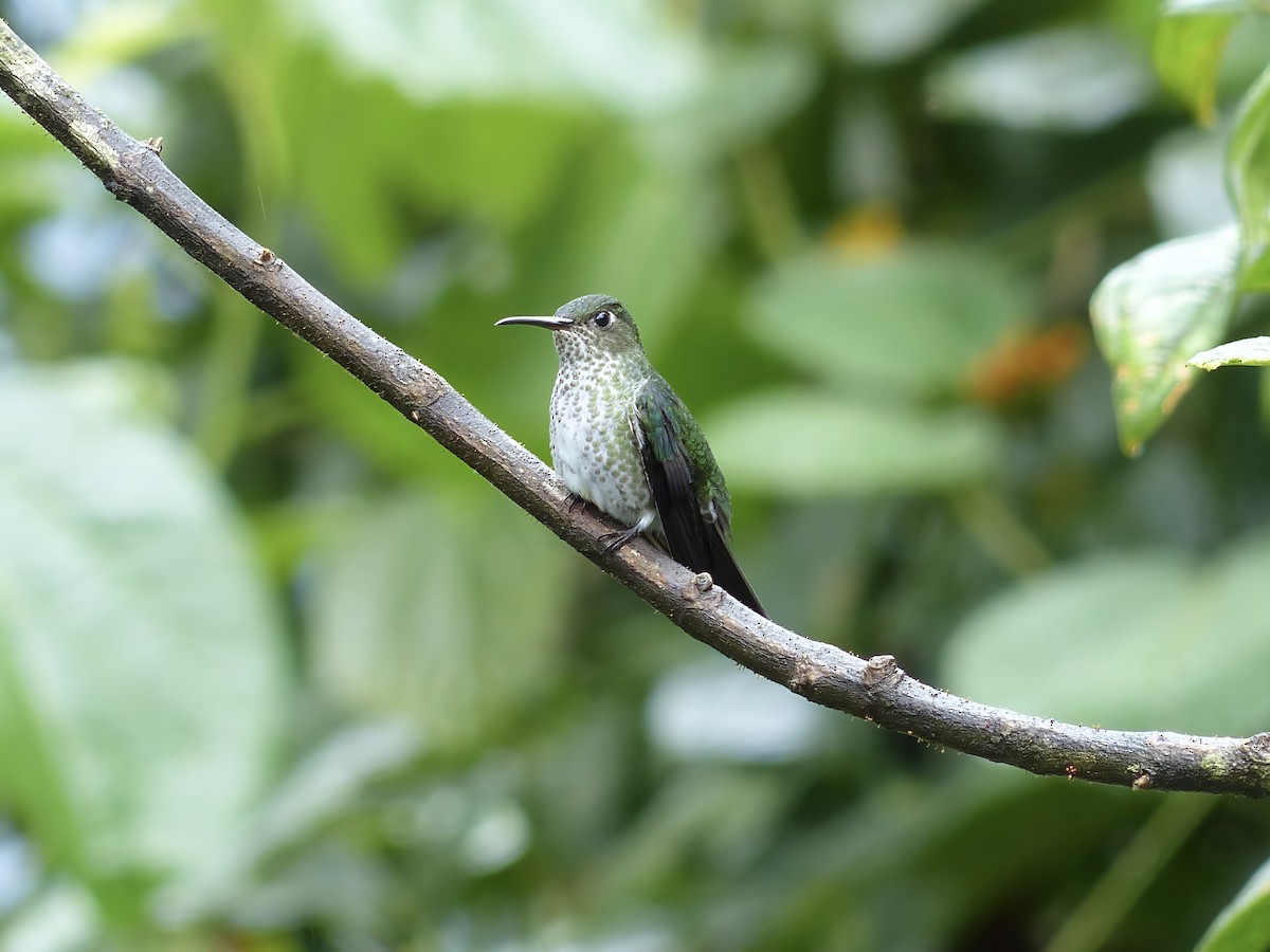 Damlalı Kolibri - ML651780486