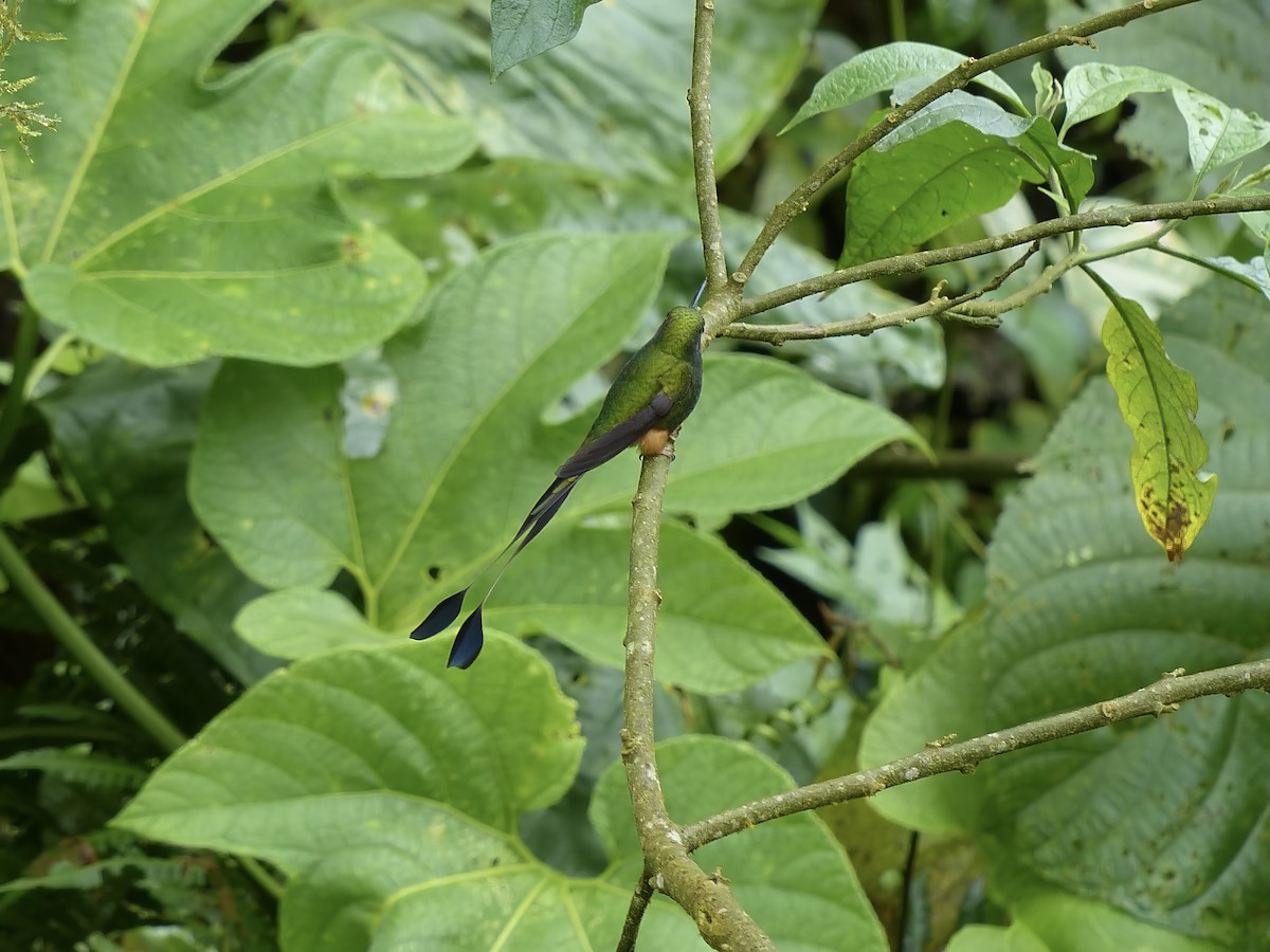 Peru Raketkuyruğu - ML651780604