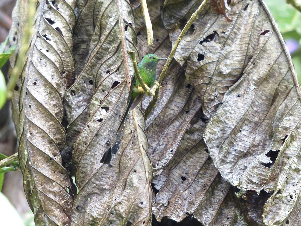 Peru Raketkuyruğu - ML651780605