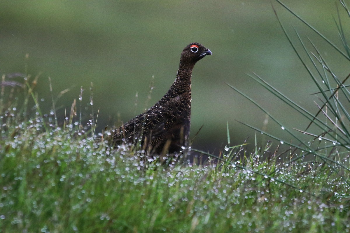 Willow Ptarmigan (Red Grouse) - ML65178071