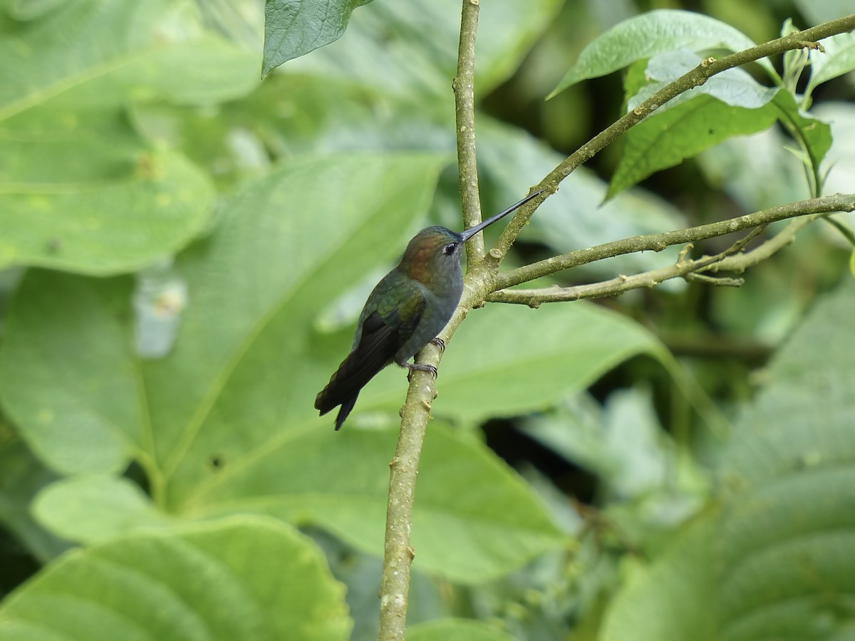 Mavi Alınlı Mızrakgaga - ML651780737