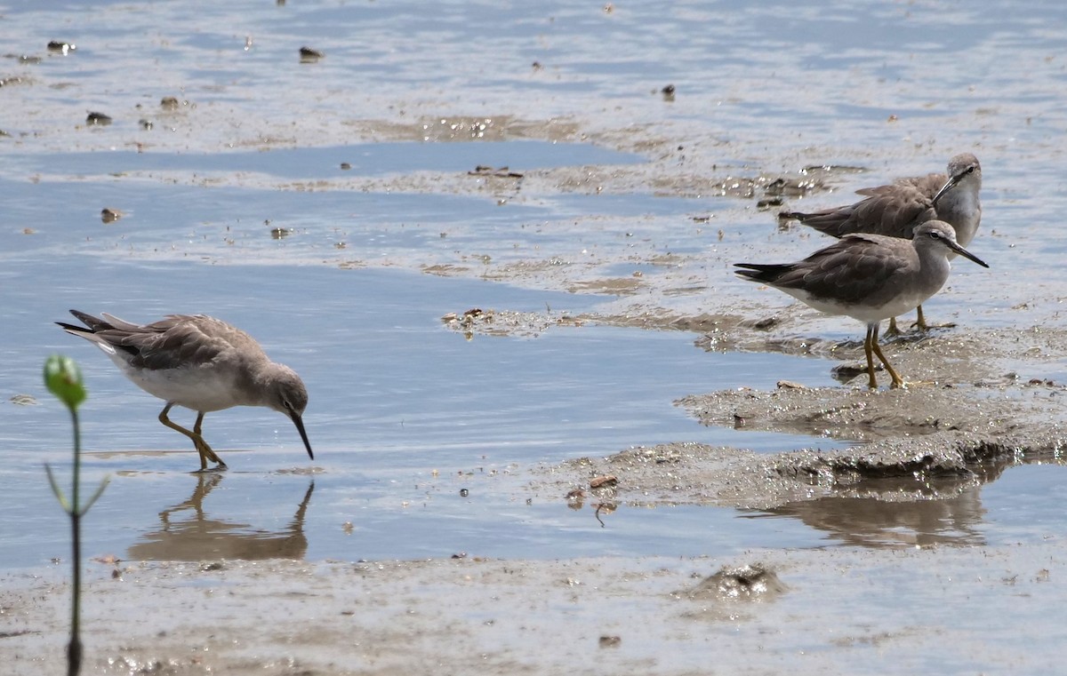 Playero Siberiano - ML651780738