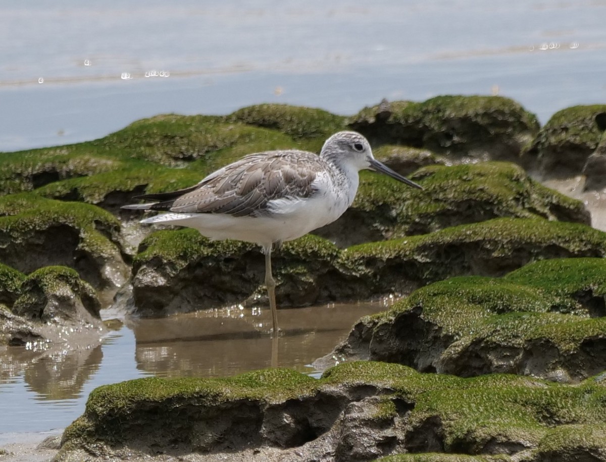 Archibebe Claro - ML651780745