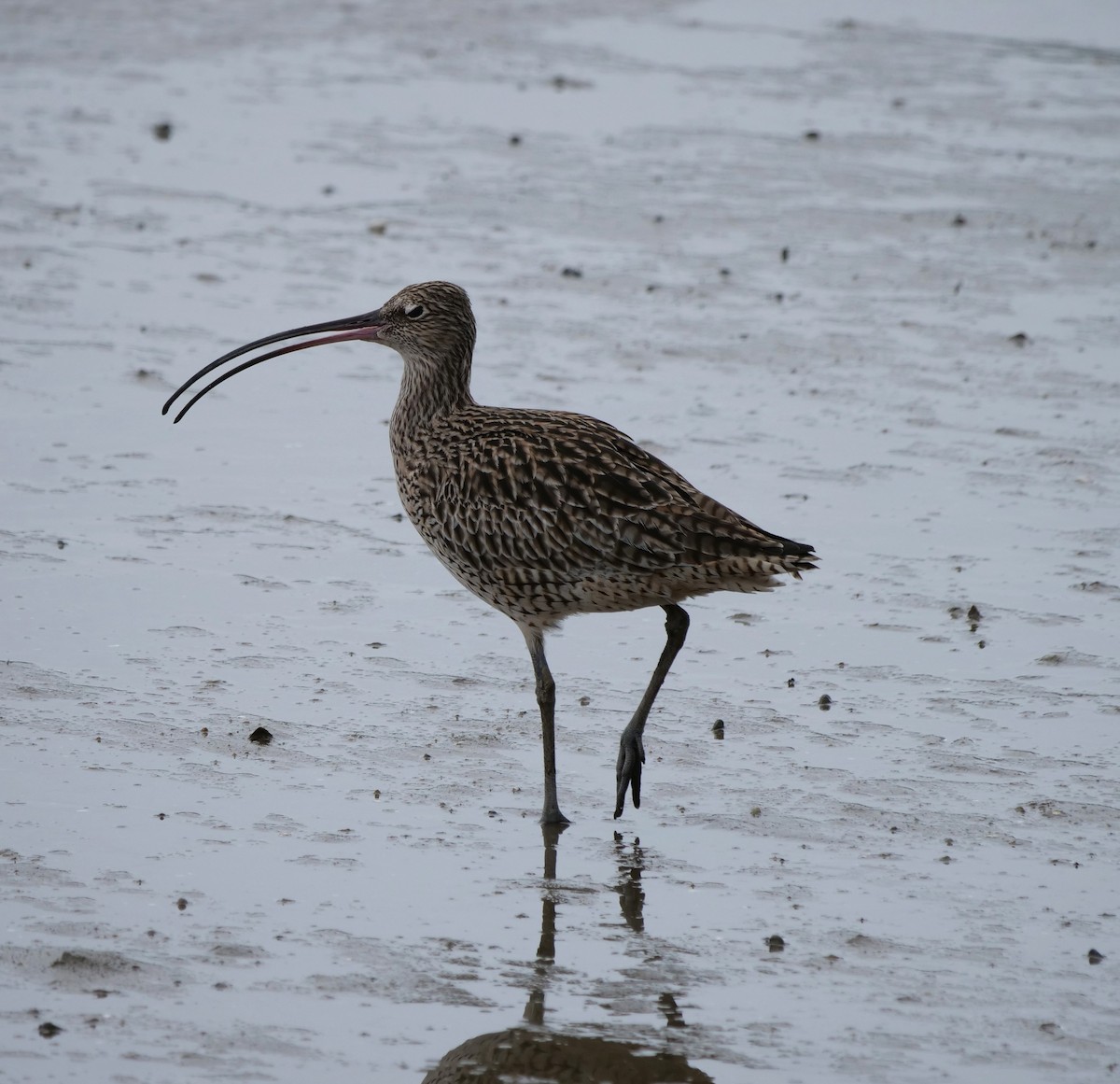 Zarapito Siberiano - ML651780755