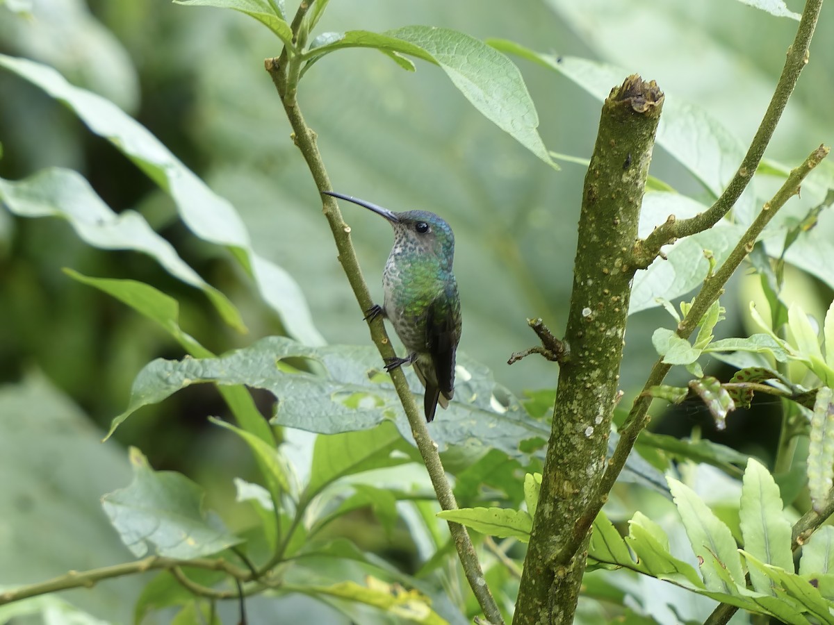 Altın Kuyruklu Zümrüt - ML651780771