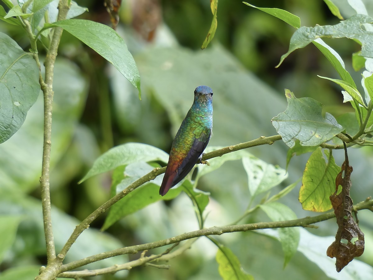 Altın Kuyruklu Zümrüt - ML651780835