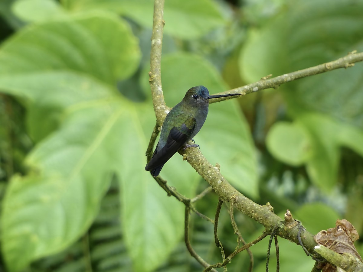 Mavi Alınlı Mızrakgaga - ML651780887