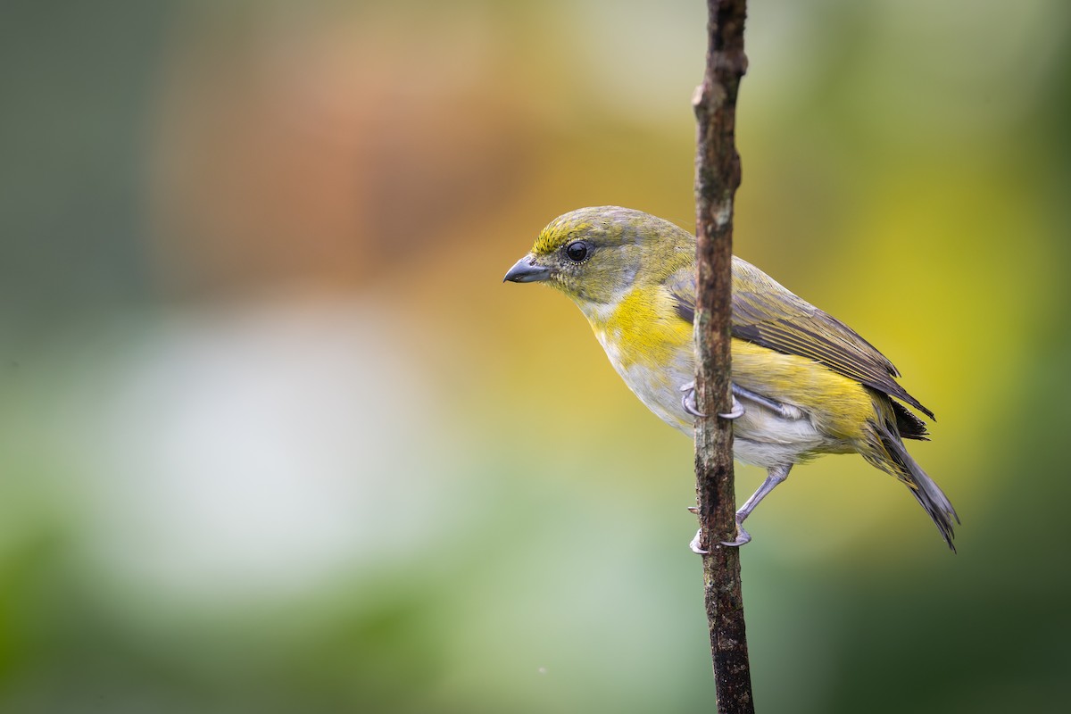Yellow-throated Euphonia - ML651781109