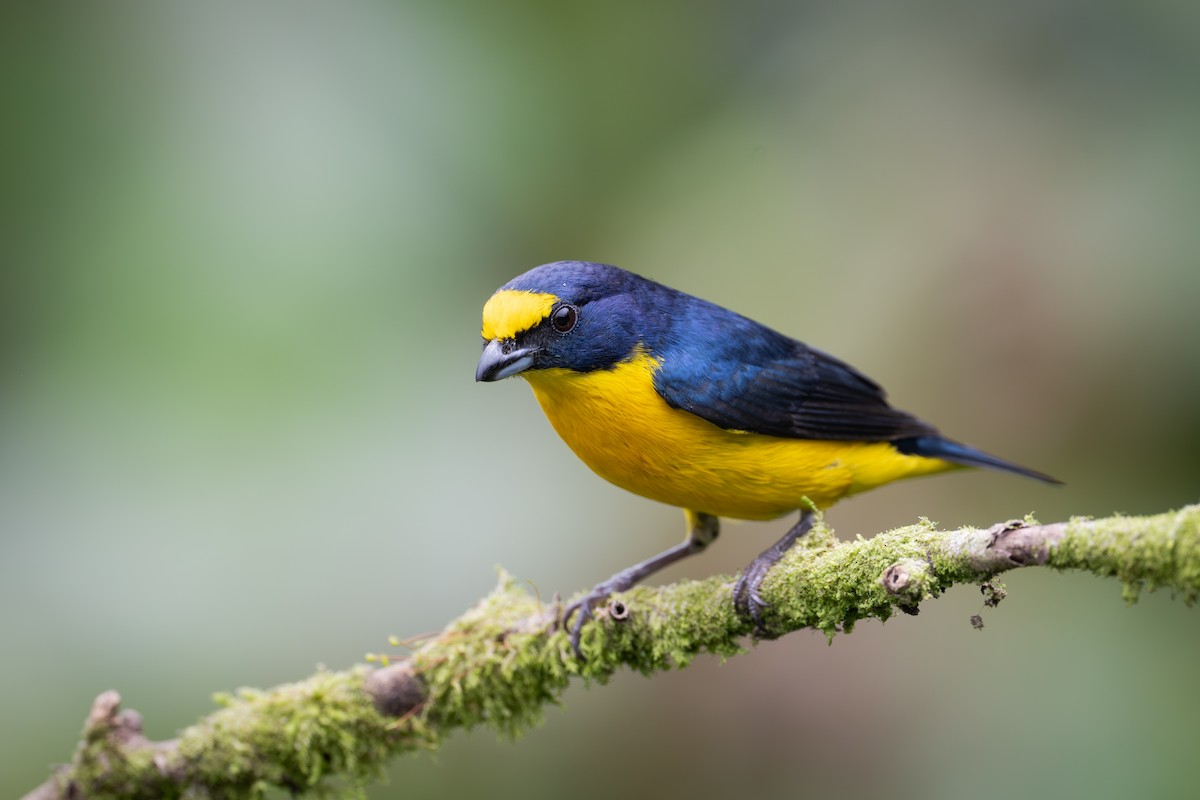 Yellow-throated Euphonia - ML651781111