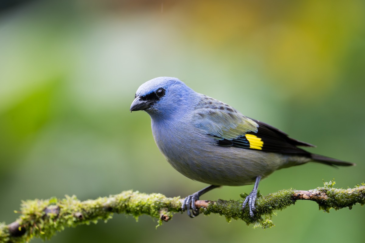 Yellow-winged Tanager - ML651781119