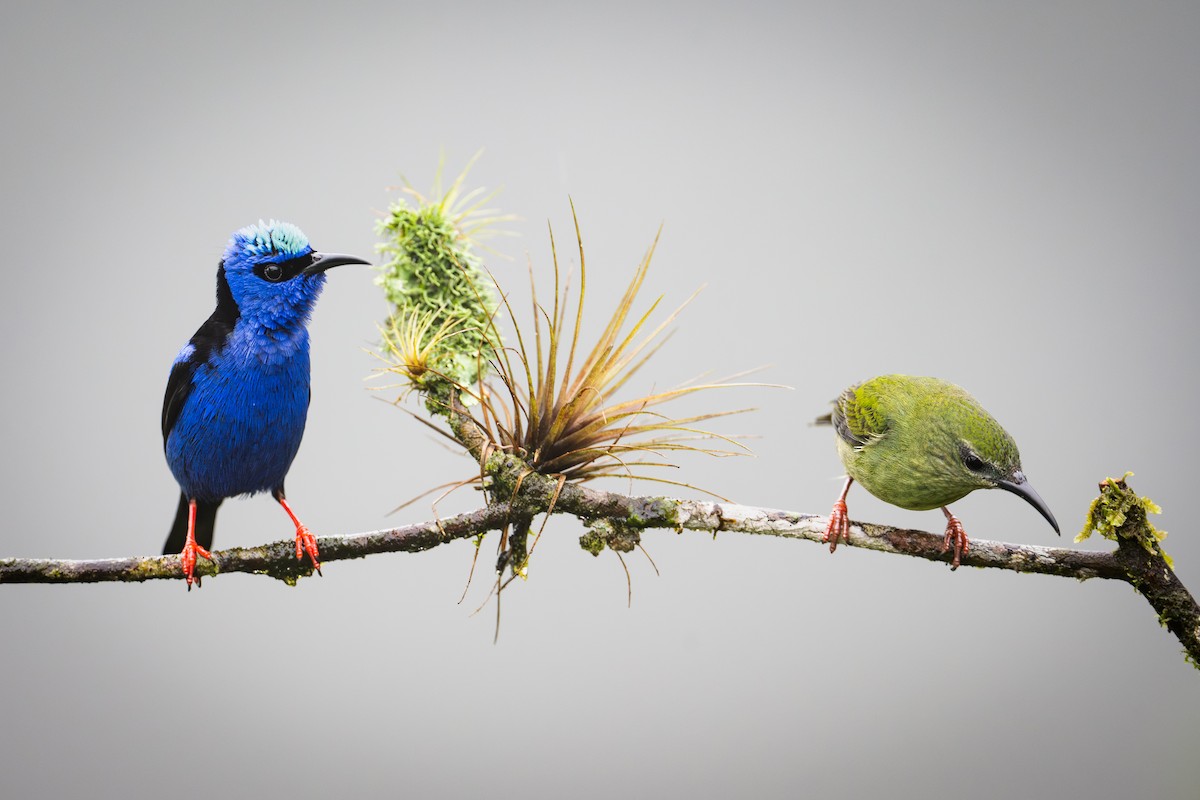 Red-legged Honeycreeper - ML651781145