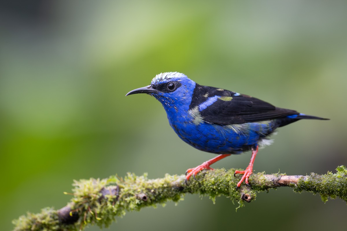 Red-legged Honeycreeper - ML651781152