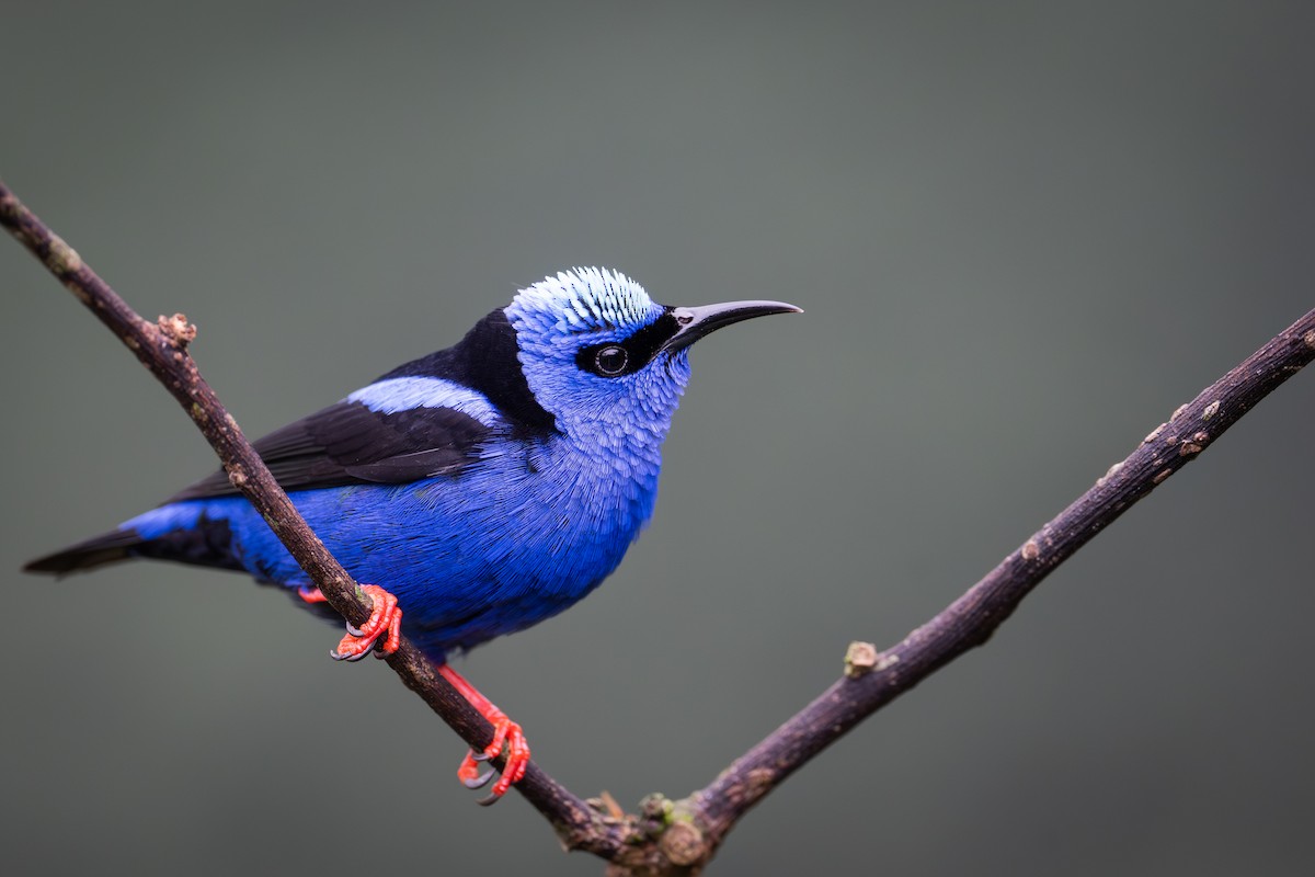 Red-legged Honeycreeper - ML651781157