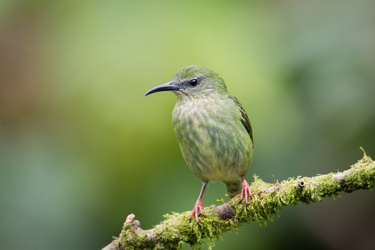 Red-legged Honeycreeper - ML651781160