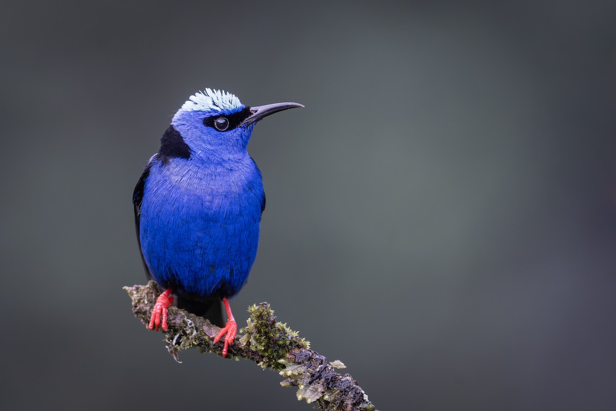 Red-legged Honeycreeper - ML651781164