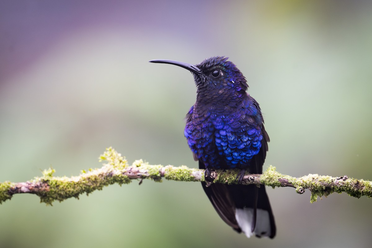 Violet Sabrewing - ML651781171