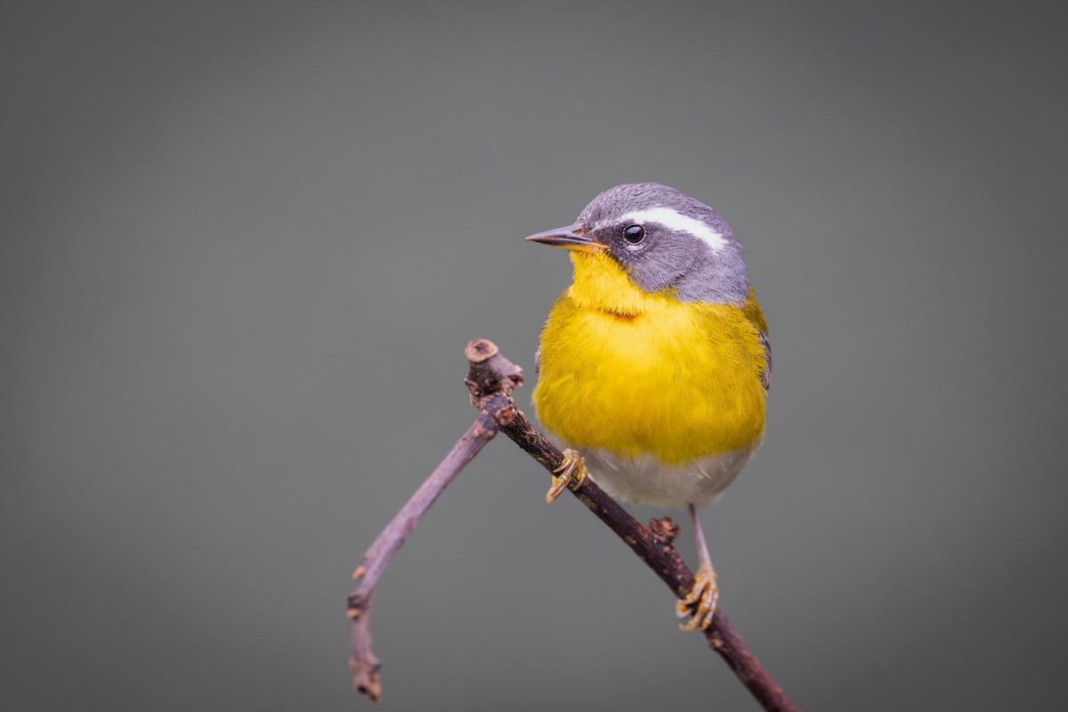 Crescent-chested Warbler - ML651781179