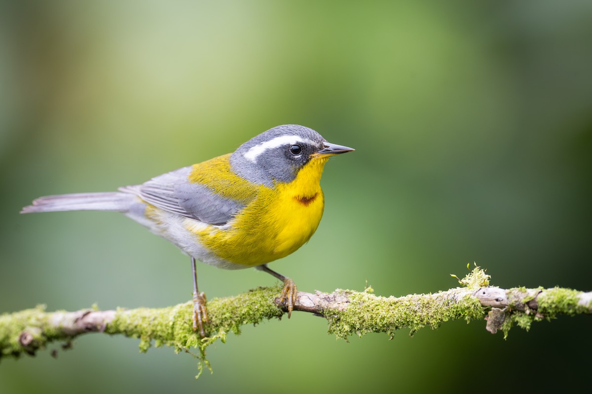 Crescent-chested Warbler - ML651781185