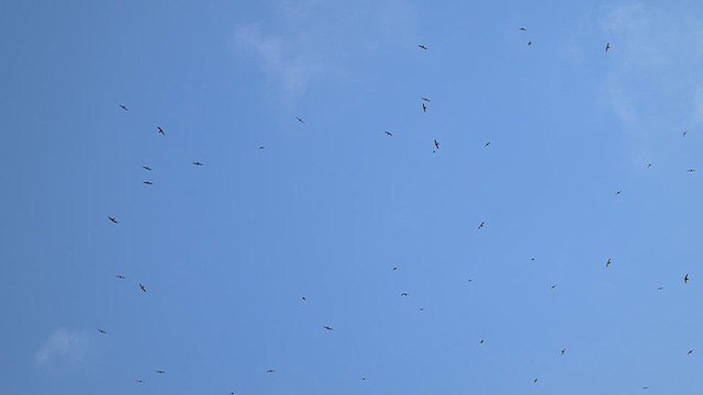 White-collared Swift - ML651781887