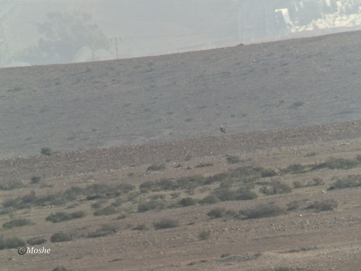 Steppenkragentrappe - ML651783365