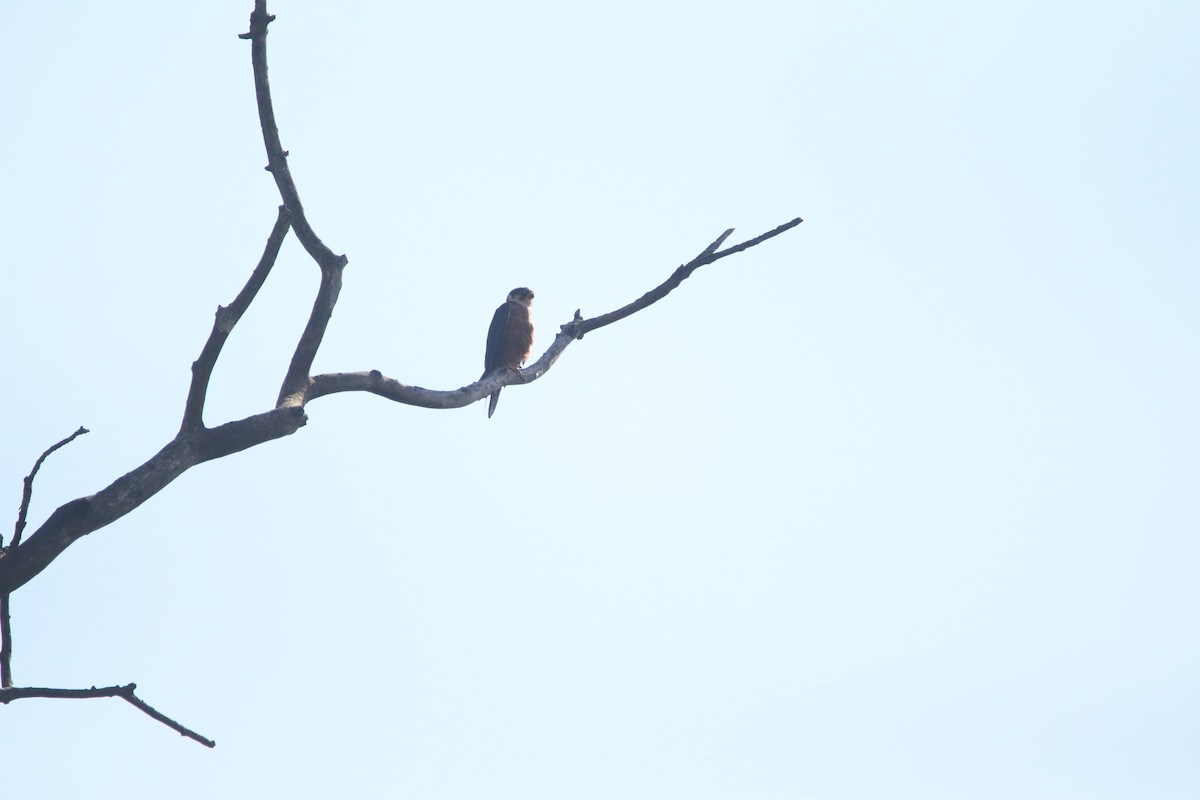 ostříž africký - ML651784570