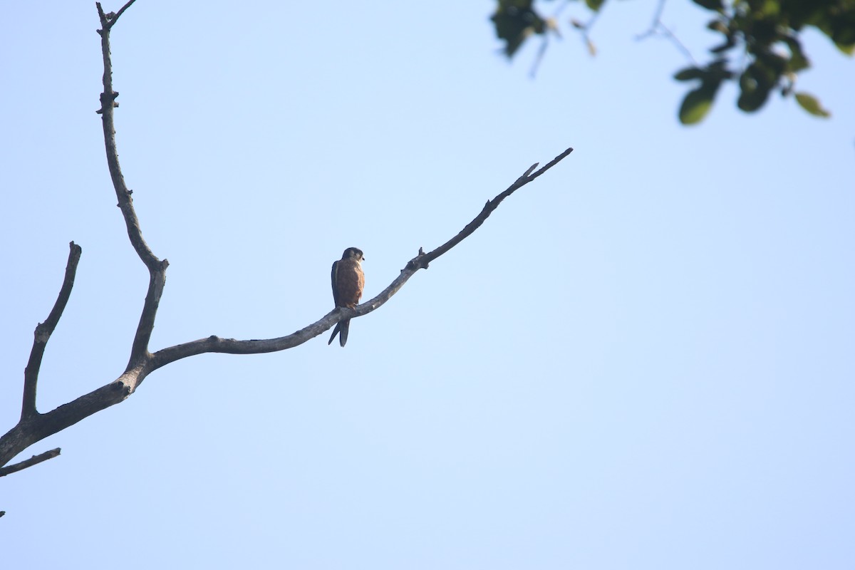 ostříž africký - ML651784571