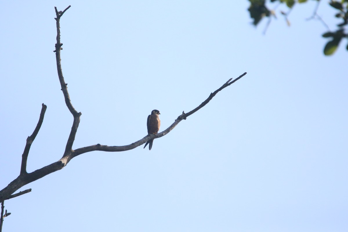 ostříž africký - ML651784572