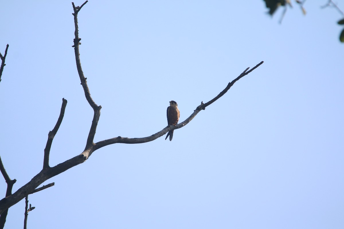 ostříž africký - ML651784573