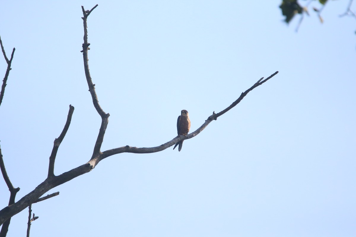 ostříž africký - ML651784574