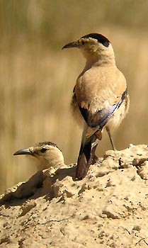 Arrendajo Terrestre Mongol - ML65178461