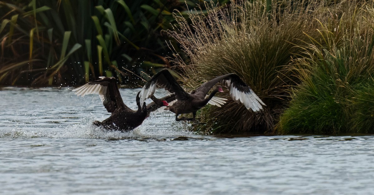 Schwarzschwan - ML651784824