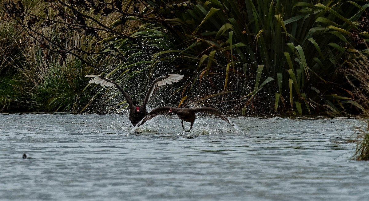 Schwarzschwan - ML651784825