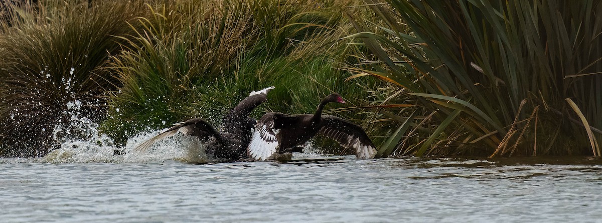 Schwarzschwan - ML651784826