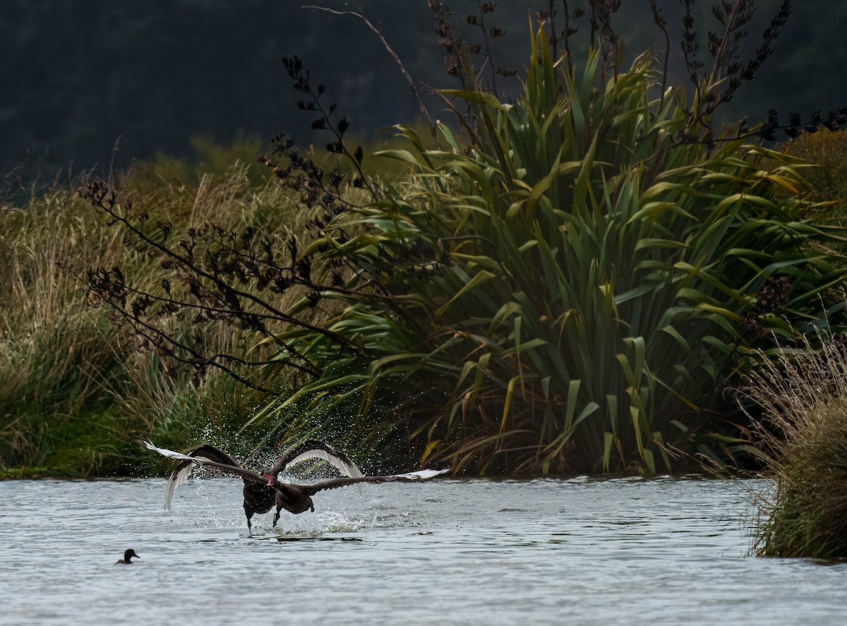 Schwarzschwan - ML651784827