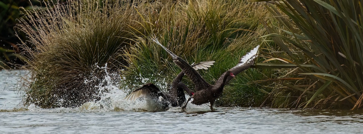 Schwarzschwan - ML651784828